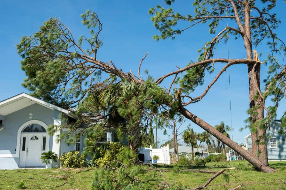 A fallen tree rests on the roof of a white house in a residential neighborhood, causing visible damage. Under the blue sky and with other trees in the background, this scene illustrates the need for expert tree removal services in Berks County, PA.