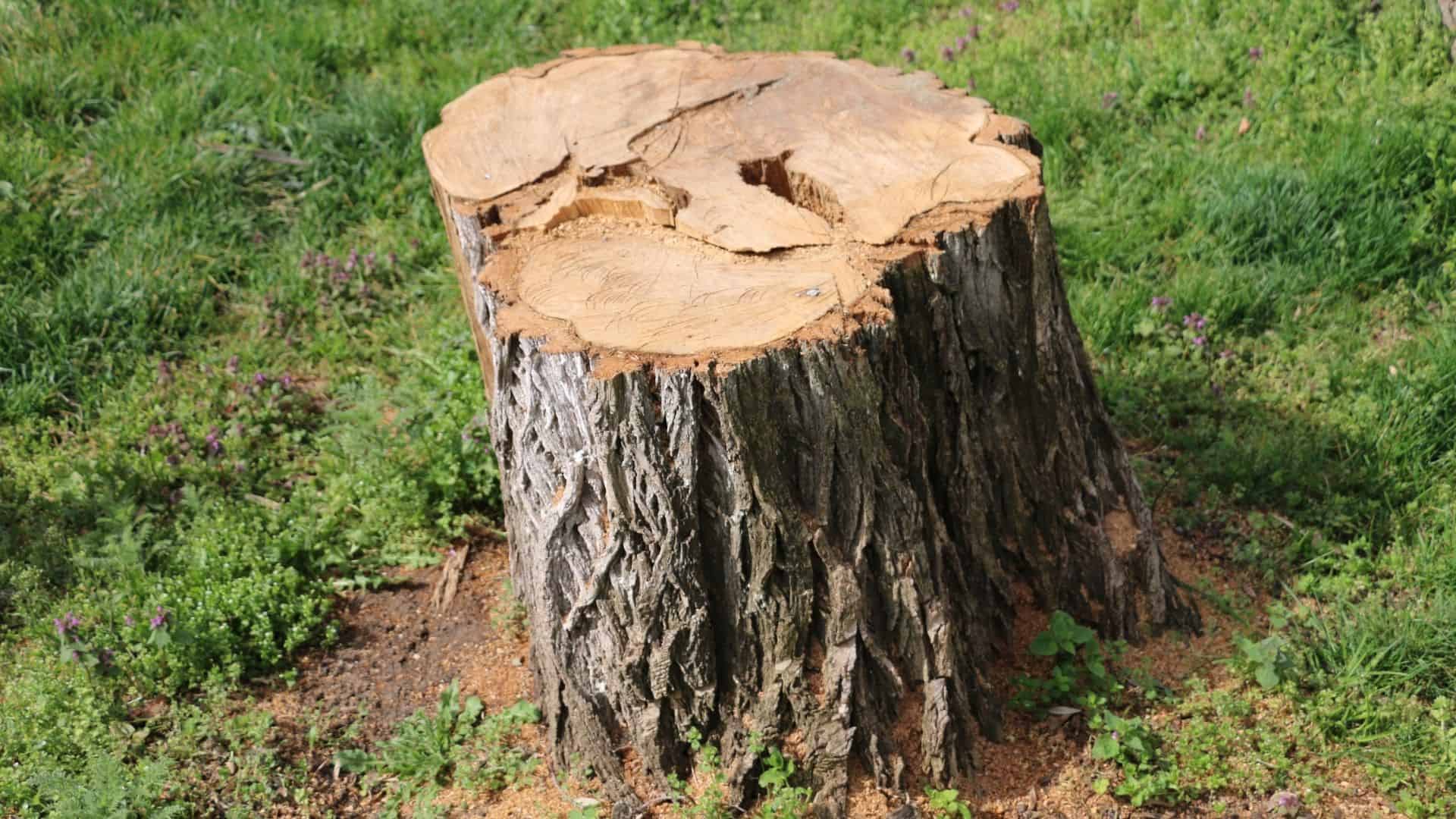 A large tree stump with a rough bark exterior sits in a grassy area, showcasing the expertise of Tree Services Berks County PA. The stump's top is smooth with visible growth rings, and patches of purple flowers and green plants surround it.