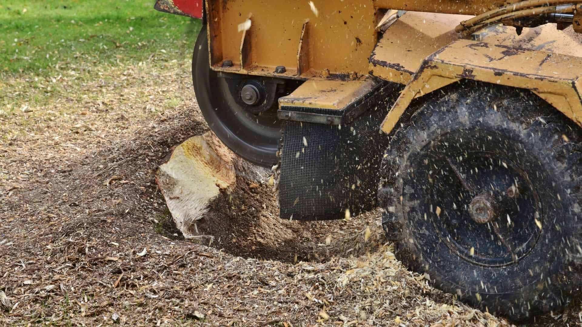 A tree stump is being ground down by a stump grinder in a grassy area. Sawdust scatters as the machine's wheel cuts into the wood, showcasing the precision of Tree Services Berks County PA in maintaining outdoor spaces.