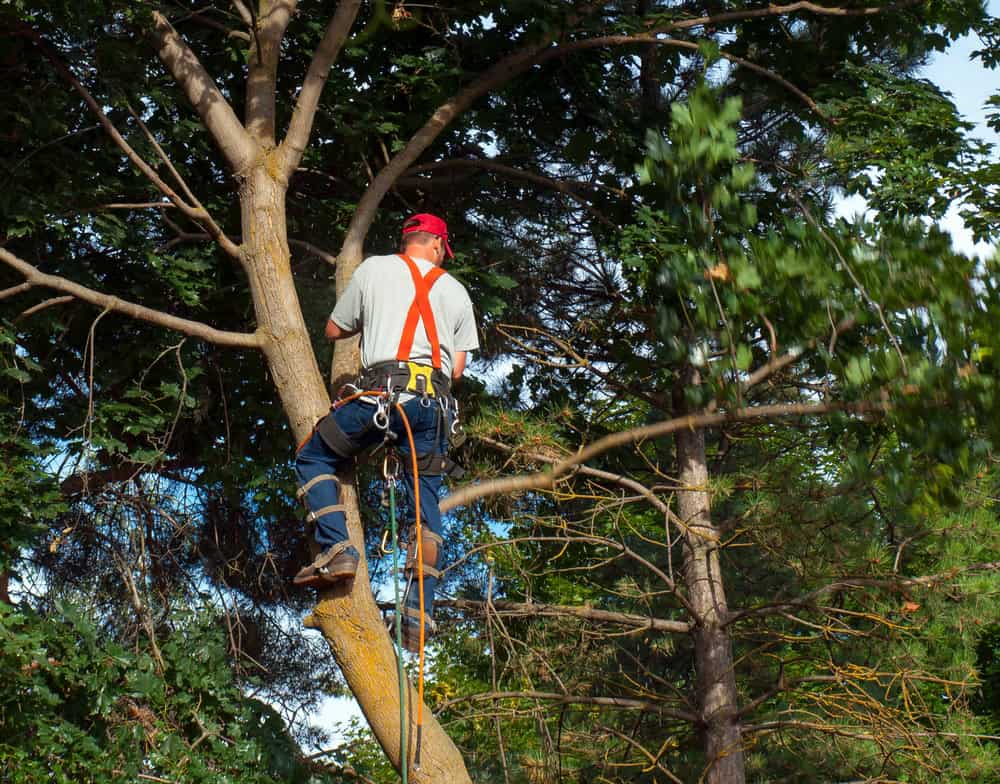 A tree worker from Tree Services Berks County PA, wearing a red helmet and safety harness, expertly climbs amid green foliage. Using climbing gear and ropes, they're focused on trimming branches as the sky peeks through the leaves.