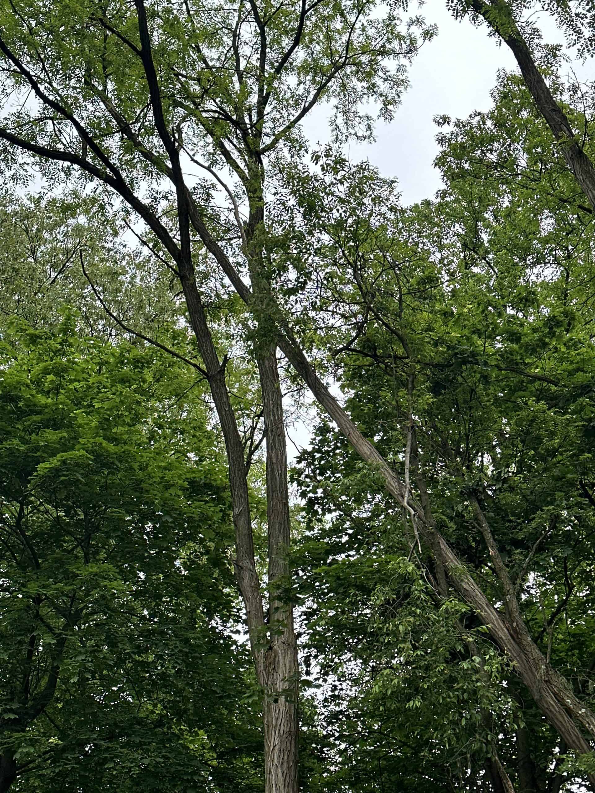 A group of tall trees with green leaves, set against a cloudy sky. The branches are reaching upwards, creating a dense canopy. The scene conveys a sense of calmness and natural beauty.