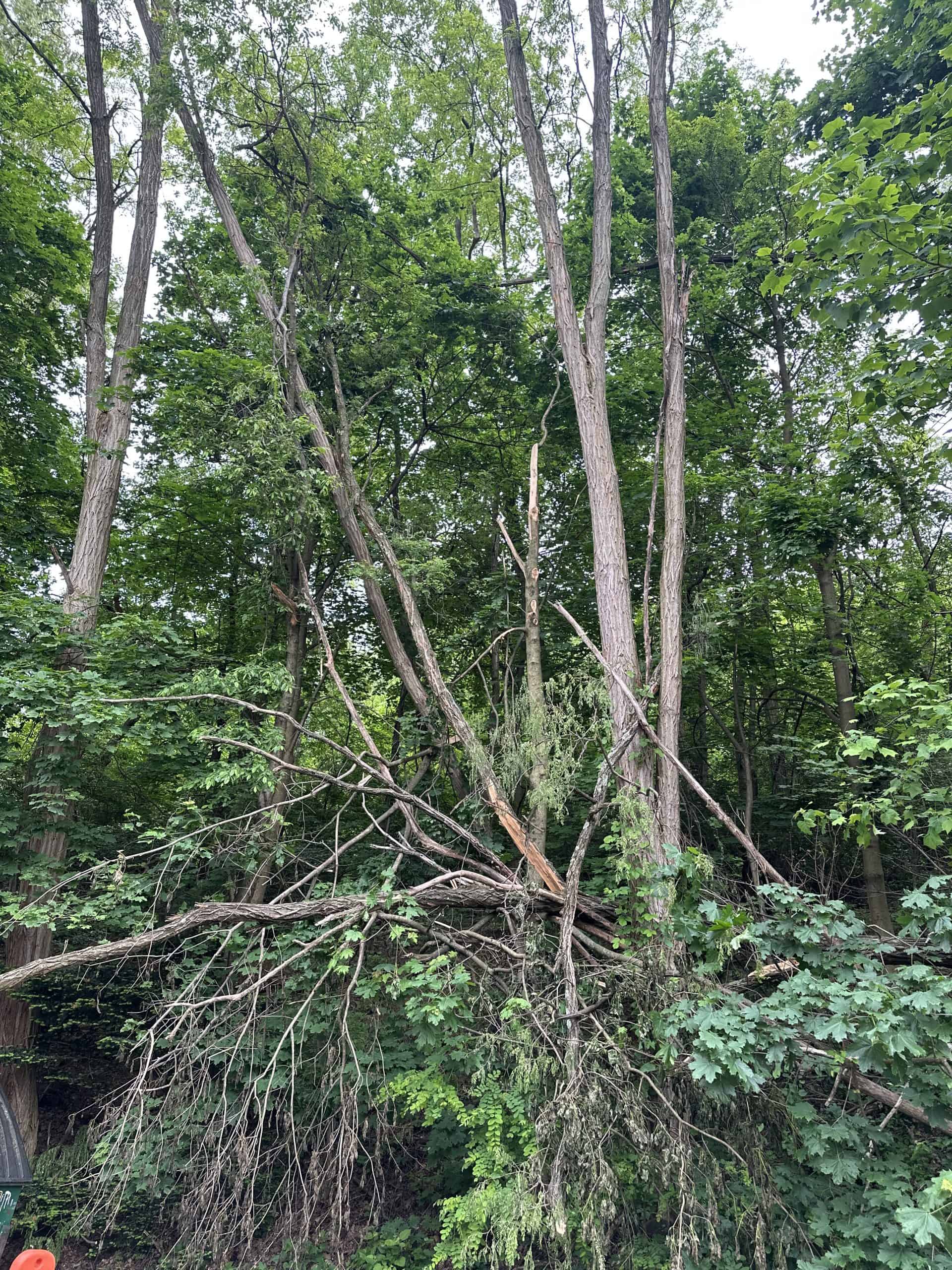 A tree with broken branches in a lush forest. Some hang while others lay on the ground. Contact a Tree Company in Berks County for tree removal.