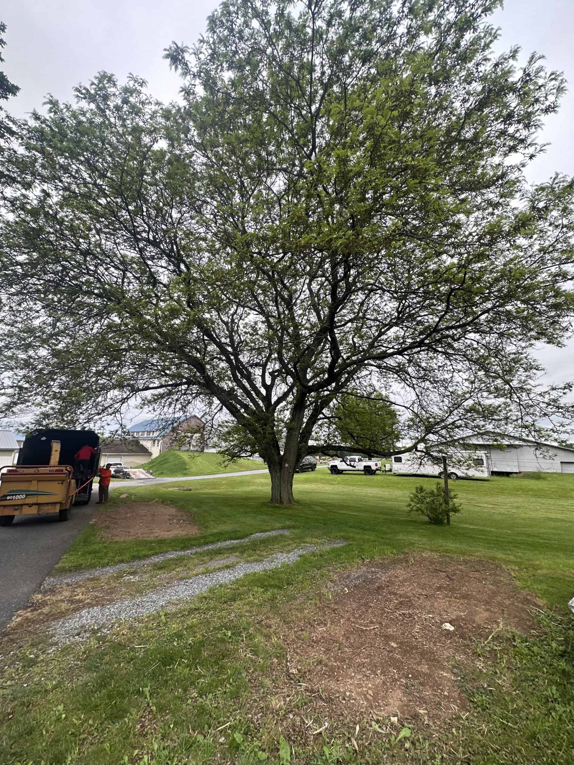 A large tree with spreading branches stands in a grassy area on a cloudy day. Nearby, a path and parked vehicles are visible. In the background, there are buildings surrounded by greenery.