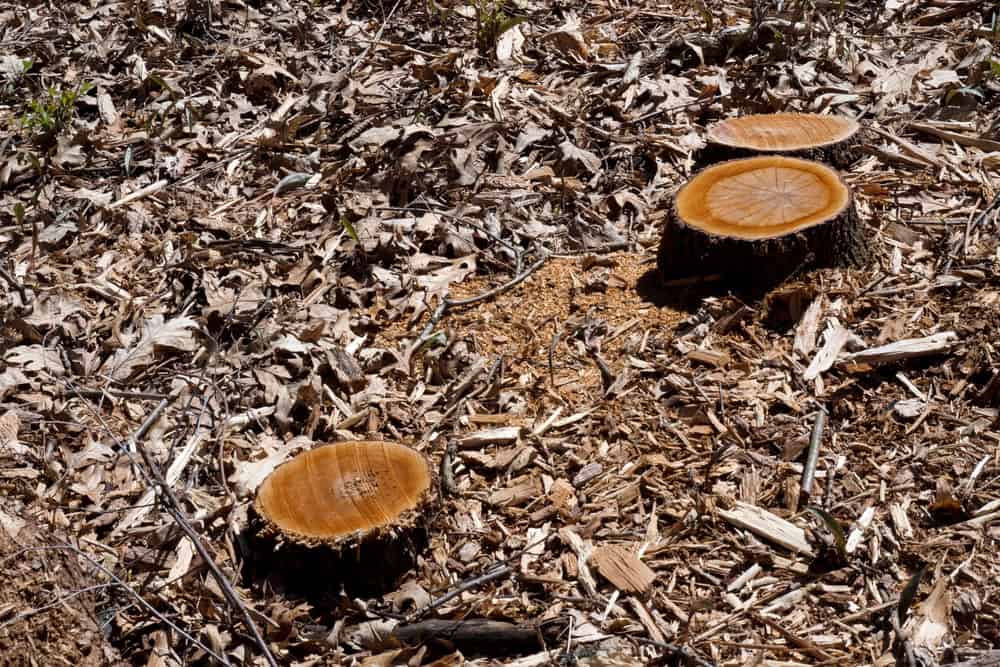 Two tree stumps, the result of a recent tree removal by Tree Services Berks County PA, are surrounded by brown leaves and wood chips on the forest floor. This scene conveys a newly cleared area within a wooded environment.