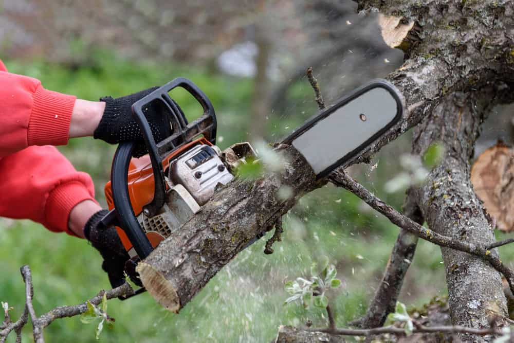 A person wearing gloves uses a chainsaw to cut through a thick tree branch, exemplifying the skilled work of tree services in Berks County, PA. Sawdust and wood chips fly through the air against a backdrop of lush greenery and blurred foliage.