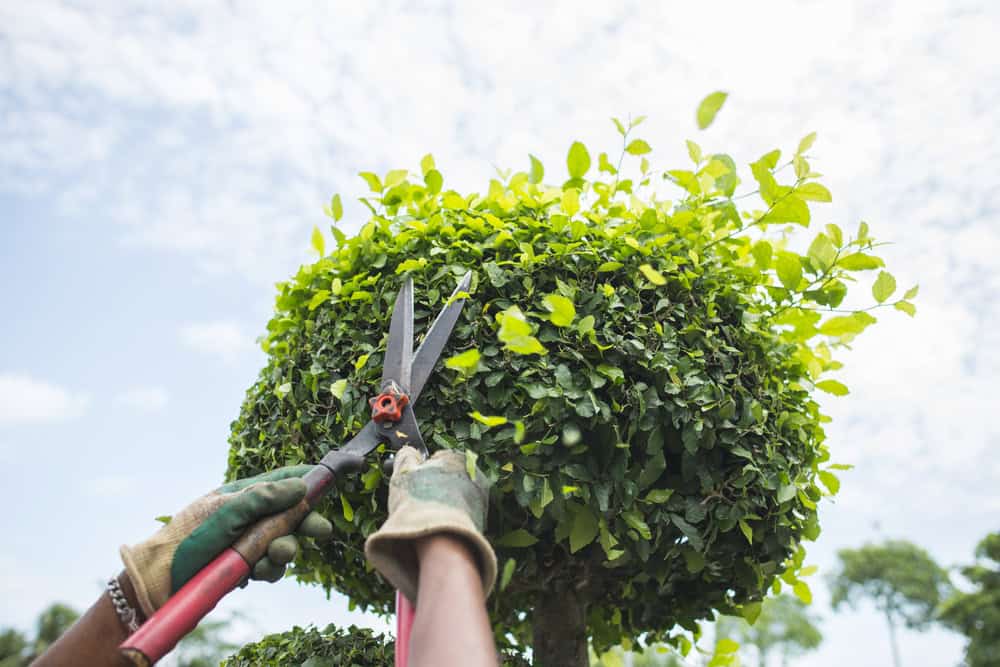 A person wearing gloves is trimming a spherical bush with hedge shears under a cloudy sky, showcasing the expert touch and care akin to the finest Tree Services in Berks County, PA.