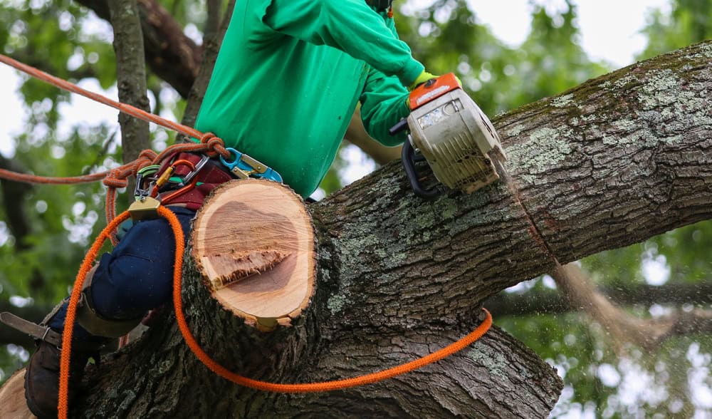 A person in protective gear from a Tree Company Berks County PA uses a chainsaw to cut a large tree branch. They are secured with a harness and ropes in the tree canopy, surrounded by lush green foliage.
