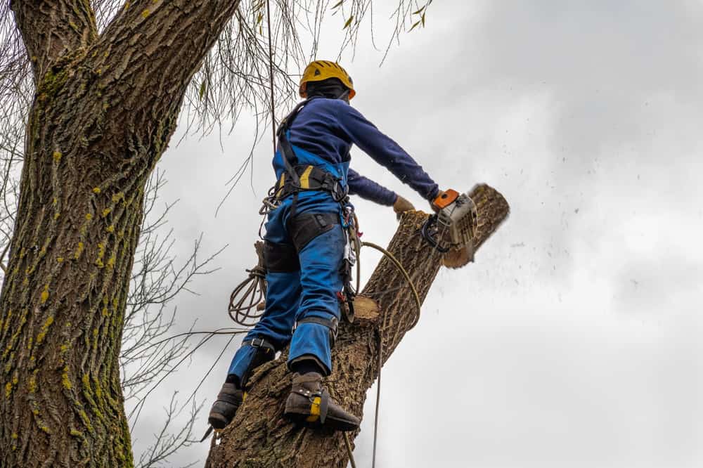 A person wearing protective gear and a harness expertly uses a chainsaw to remove a large branch from a tree. The overcast sky frames this scene of skilled tree removal in Berks County, PA, with sawdust dancing in the air as evidence of their precise work.