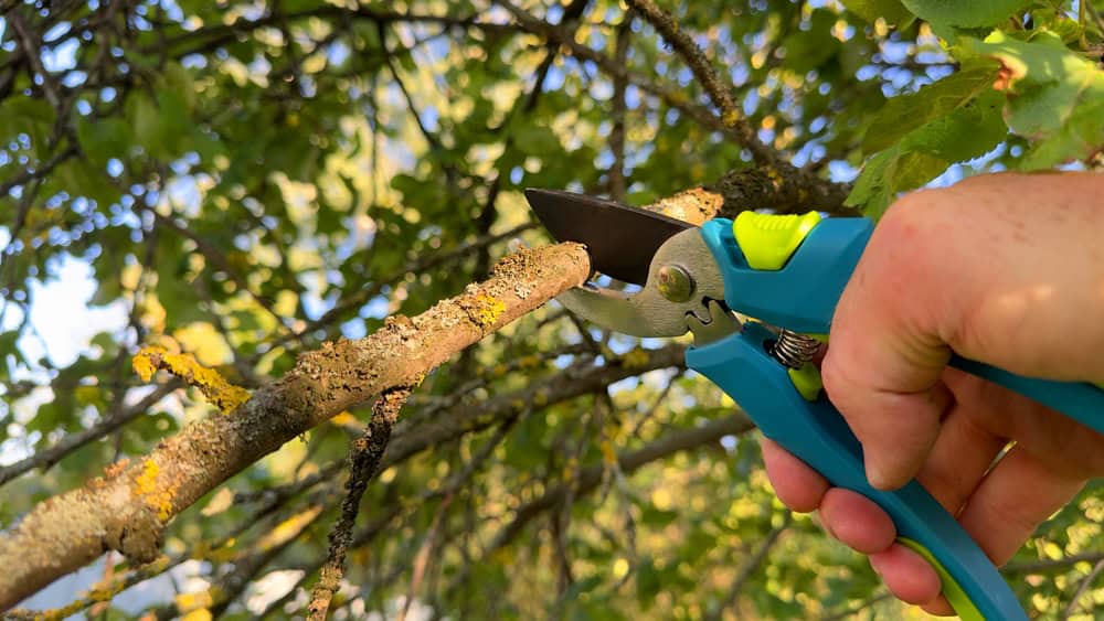 Close-up of a hand gripping blue and green pruning shears, precisely cutting a tree branch under dappled sunlight. The lush green foliage in the background highlights expert tree care in Berks County, PA.