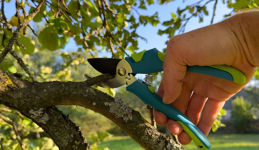 A hand wields a blue-handled pruning shear to trim a small branch on a tree with lush green leaves, showcasing expert Tree Care Berks County PA. The sunlit garden and clear sky in the background highlight the serene beauty enhanced by professional care.