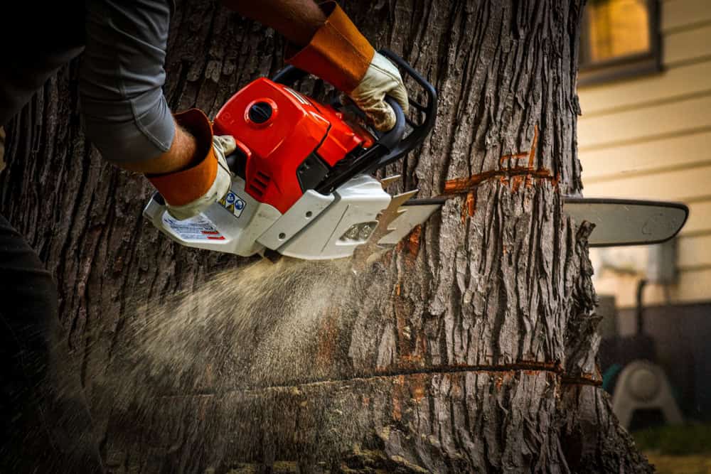 A person wearing protective gloves is using a red and white chainsaw to cut through a large tree trunk. Wood chips and sawdust spray from the area being cut, showcasing expert tree removal in Berks County, PA. A house is partially visible in the background, hinting at local Tree Company services.