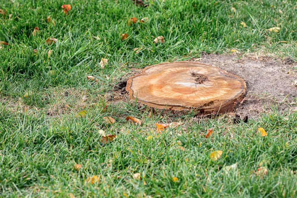 Nestled in a lush carpet of green grass and scattered fallen leaves, the tree stump showcases its intricate rings. This serene snapshot is a testament to the expert work of Tree Care Berks County PA, preserving the natural beauty of your landscape.