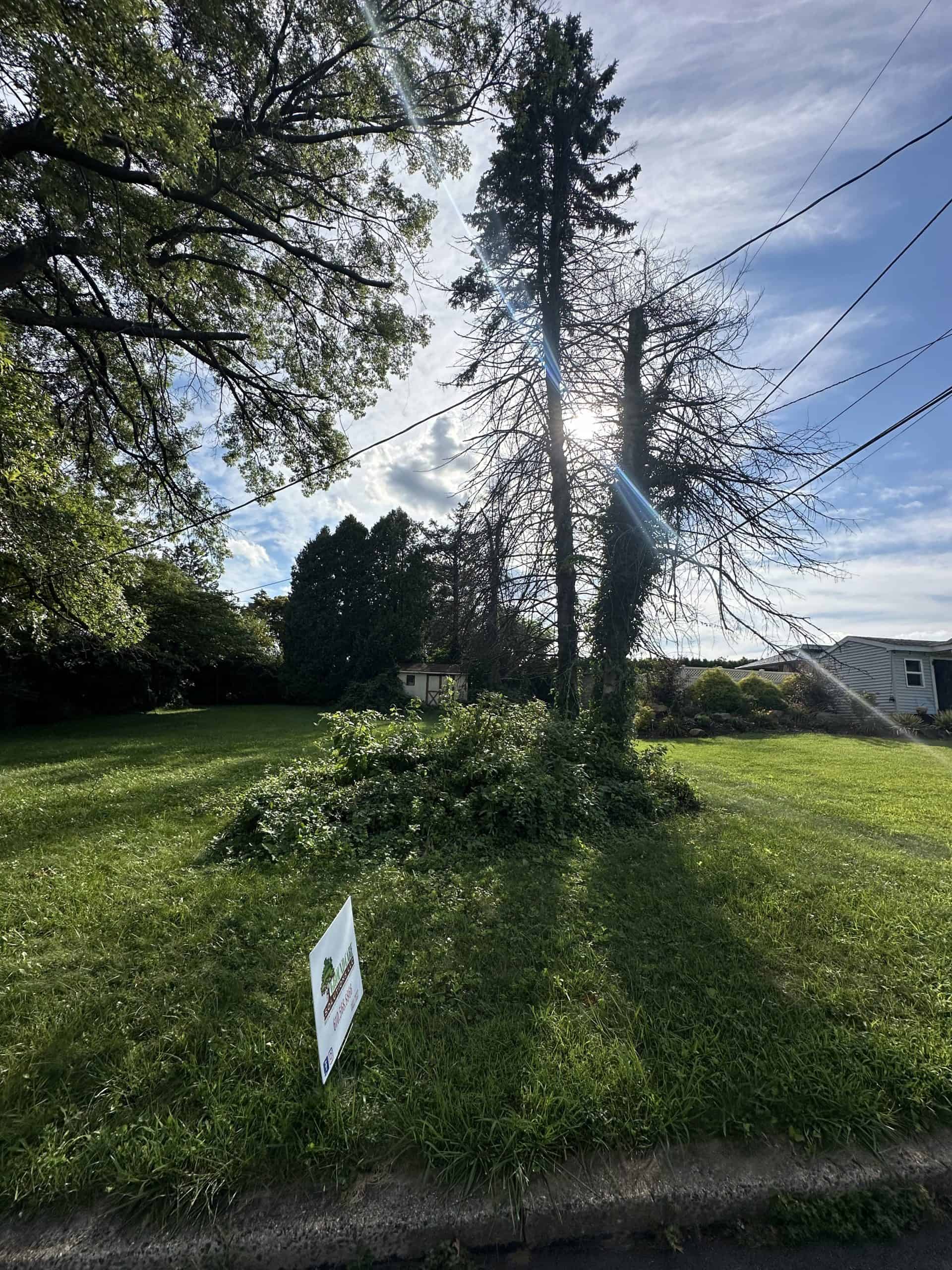 A sunlit landscape shows tall trees with one partially bare, casting long shadows on the grassy lawn. A small white yard sign is visible in the foreground near the curb. Overhead, power lines intersect the scene.