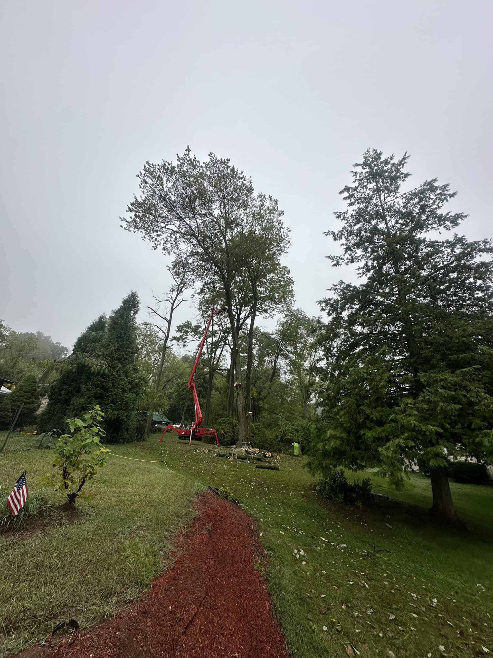 A tree stands tall with branches cut as a red crane works beneath it. Debris is scattered on the ground, and a narrow red mulch path leads away. The sky is overcast, and various other trees and grass fill the surrounding area.