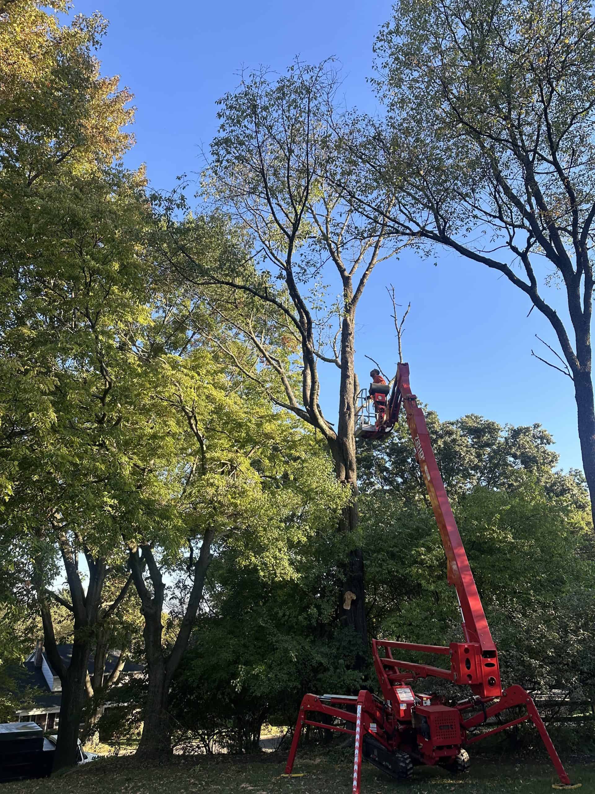 Beneath a clear blue sky, a worker in a lift expertly performs tree trimming in Berks County. The bright red lift ascends, navigating the lush green foliage, as branches are carefully cut from the tall tree on this sunny day.