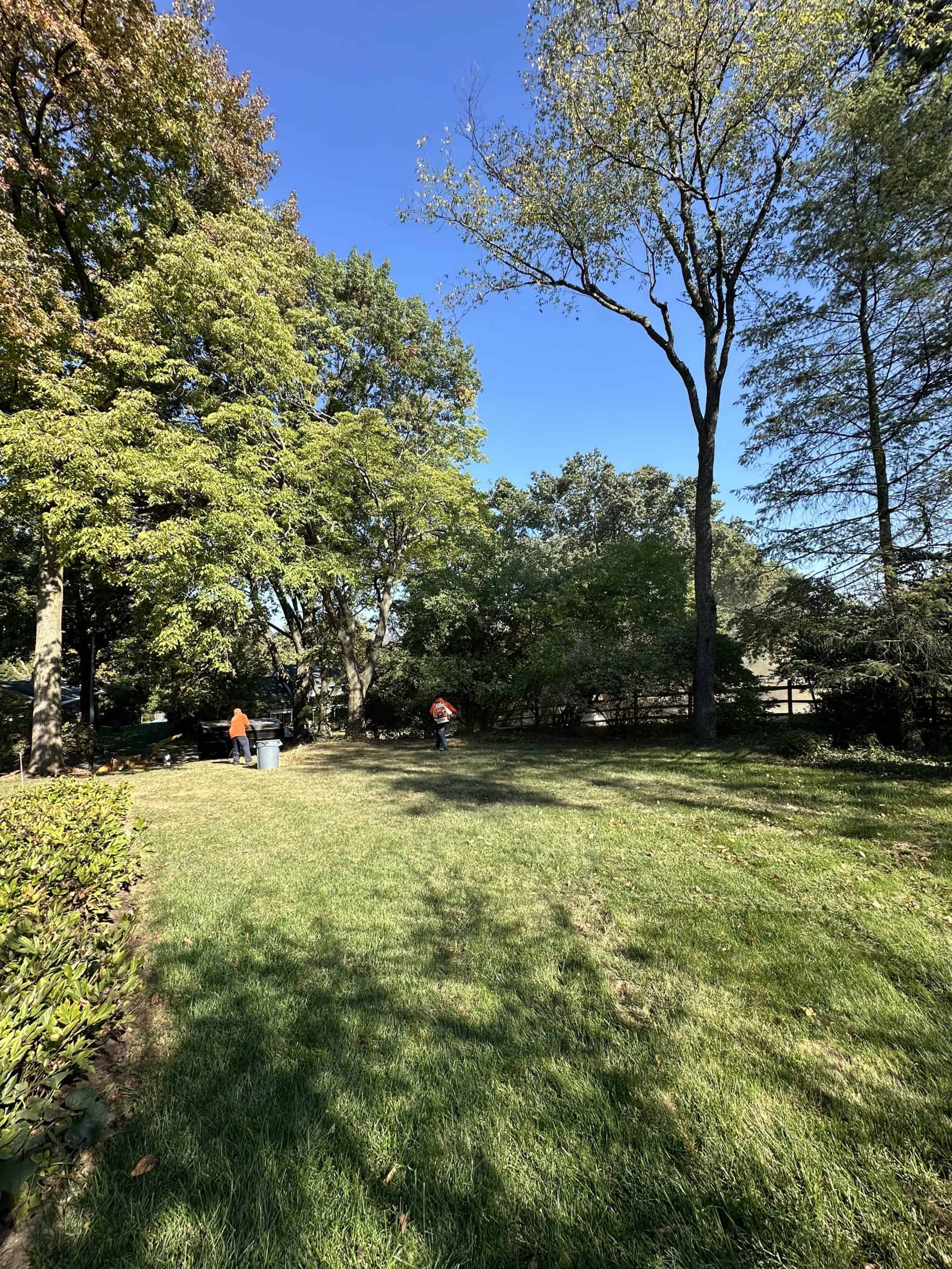 A sunny park scene with green grass and tall trees under a clear blue sky. Two people are walking in the distance among the trees on the left, wearing casual clothes. Shadows of the trees stretch across the grassy area in the foreground.