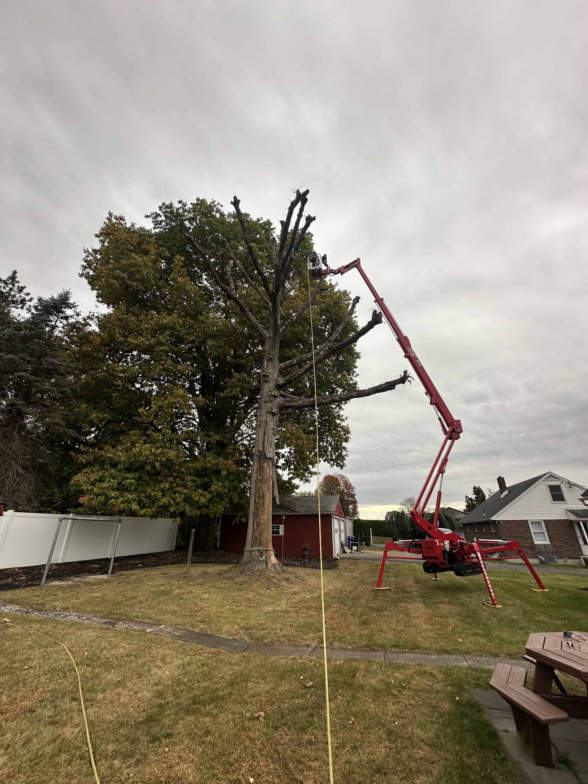 A tree worker uses a red cherry picker to trim branches from a large tree in a yard. The sky is overcast, and nearby are a red shed, a white fence, and picnic tables on the grass.