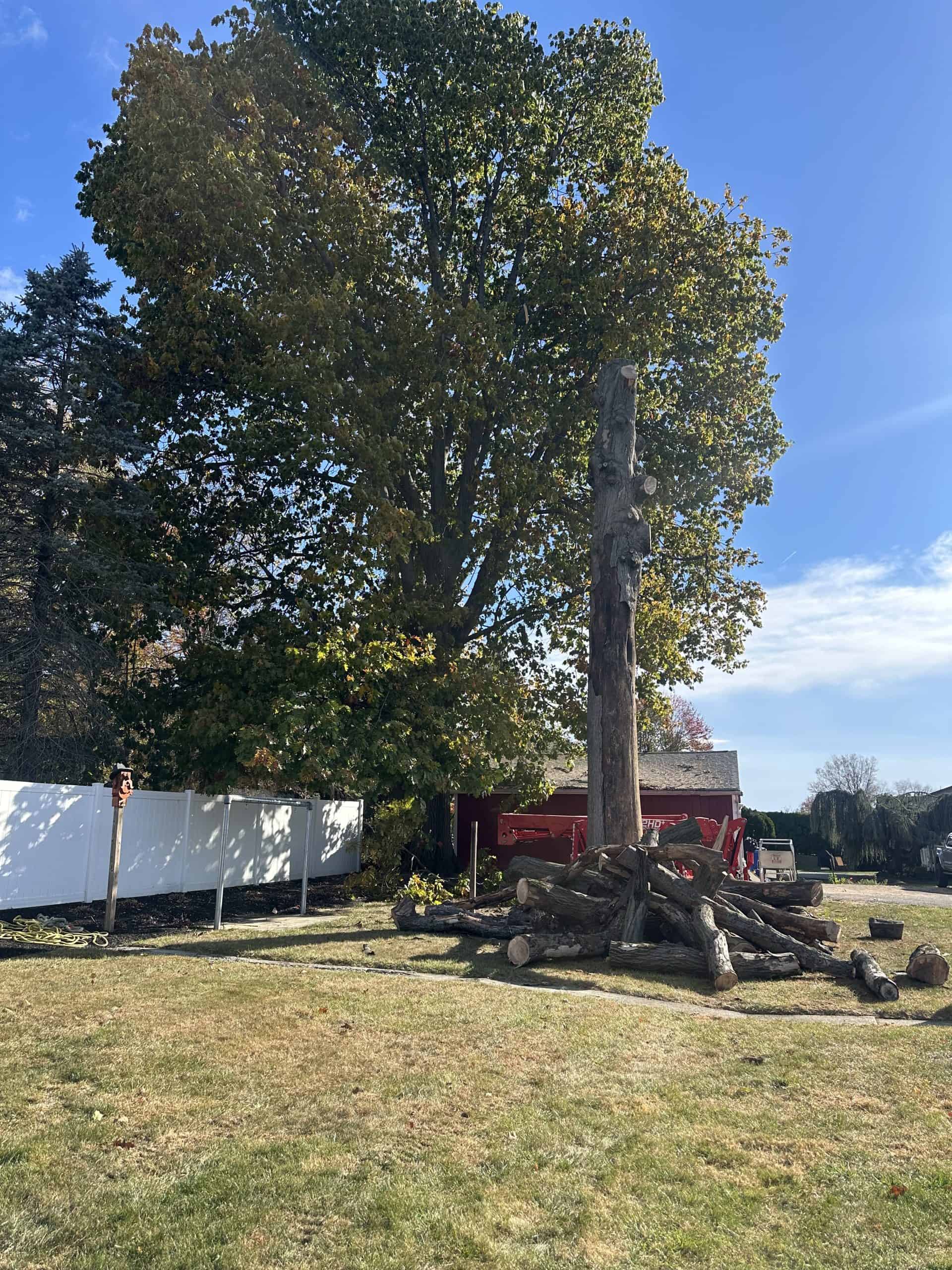 A large tree with dense green foliage stands beside a white fence and a red barn. In front, there is a tall, stripped trunk and a pile of cut logs on a grassy lawn under a clear blue sky.