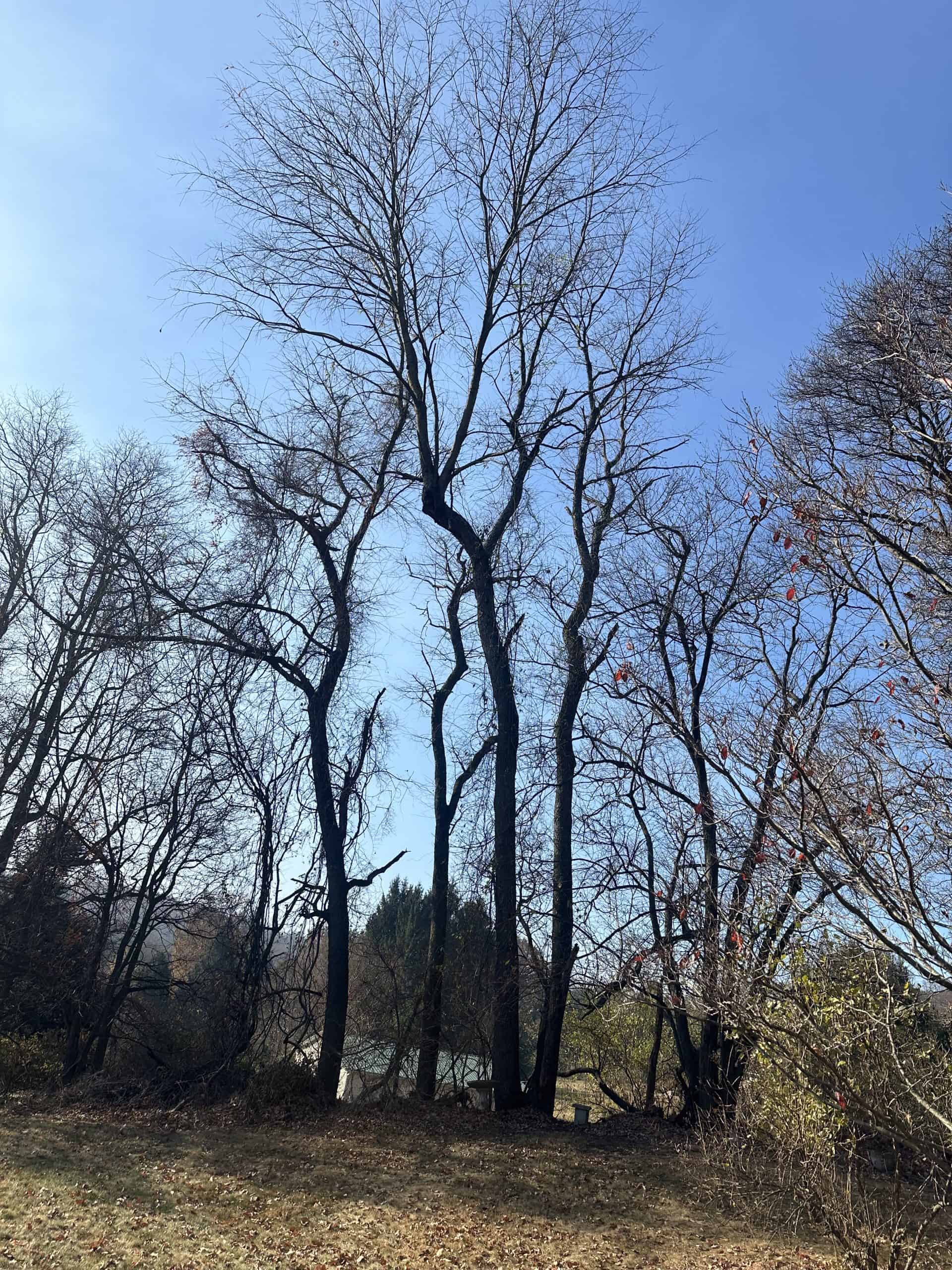 Bare trees with thin branches stand against a clear blue sky. Sparse red leaves cling to a few branches. The ground is covered with fallen leaves, and there is a house partially visible in the background.