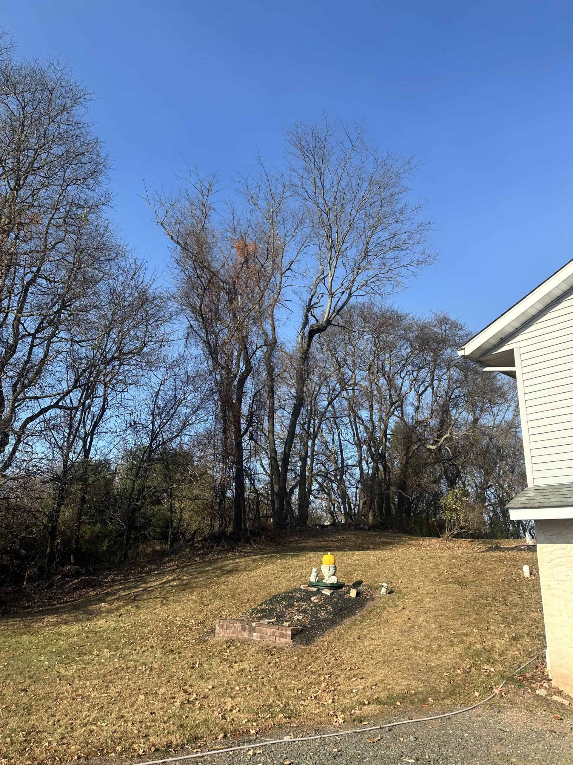 A yard with a flower bed containing a gnome statue. The grass is brownish, and trees with bare branches stand in the background. The edge of a house is visible on the right under a clear blue sky.